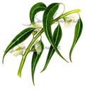 Eucalyptus grandis
